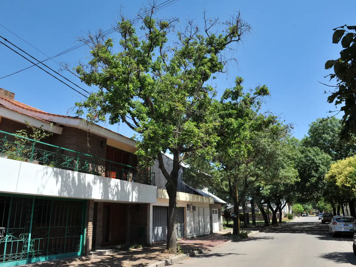 De la vereda al patio, pocos árboles frutales sobreviven en la calle