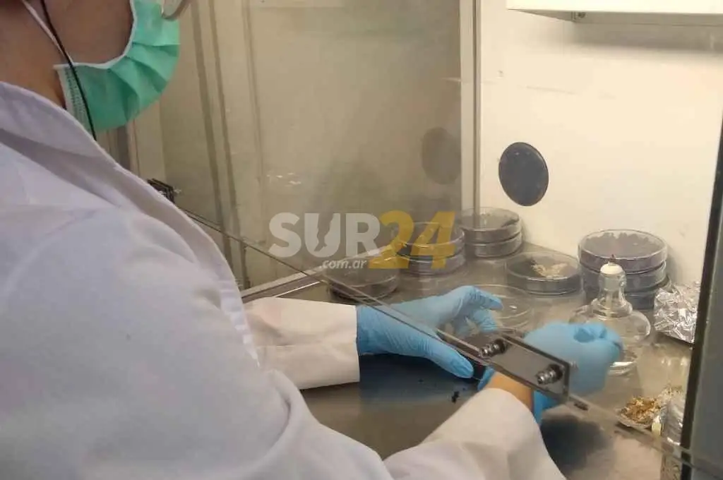 Investigadores santafesinos trabajan para desarrollar un biocuero a base de hongos 100% sustentable