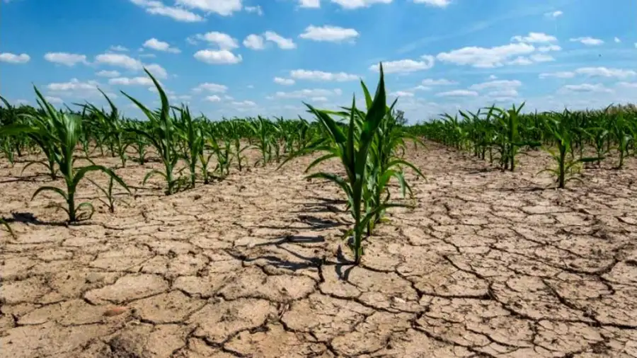 Olas de calor: cuáles son las zonas del mundo que serán inhabitables  