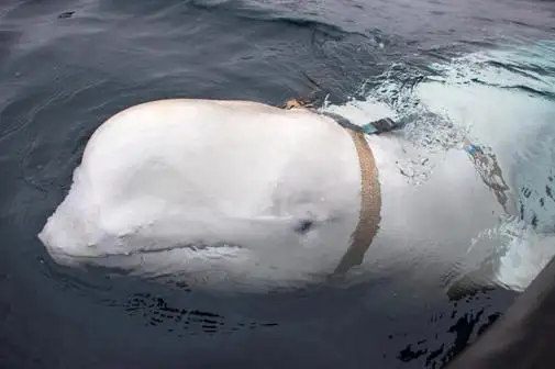 Expertos noruegos advierten que una ballena con arnés podría ser un arma rusa
