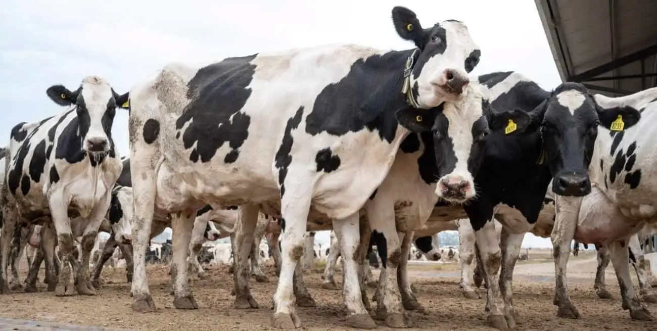 Giraudo indicó que -aún con buenos valores, en torno a u$s 3.600 la tonelada- “el precio de la exportación actual está debajo del valor que pagan las industrias por la materia prima”.