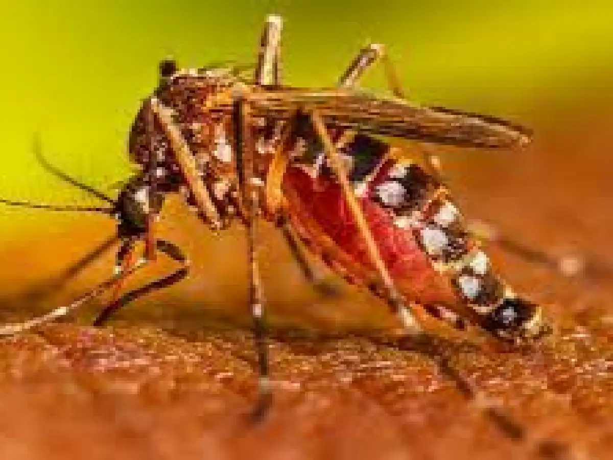 Salud actualizó los datos de dengue en la provincia