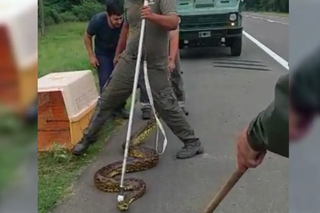 Corrientes: una serpiente de tres metros de largo fue rescatada en Ruta 12