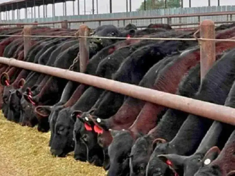 feedlot