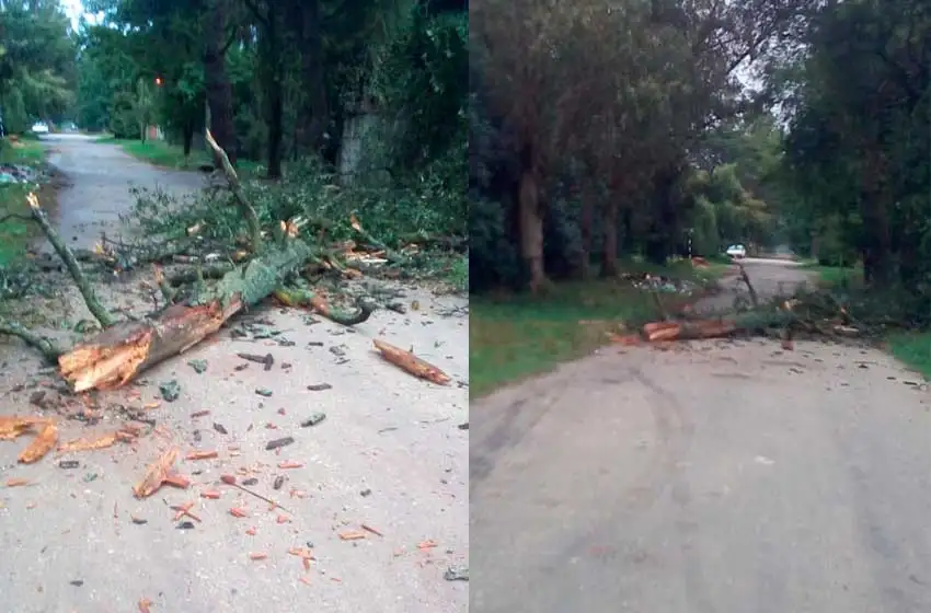 Parque Hermoso: se cayó un árbol sobre la calle y los vecinos piden respuestas al municipio