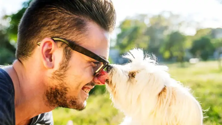 Los perros también reconocen los rostros humanos