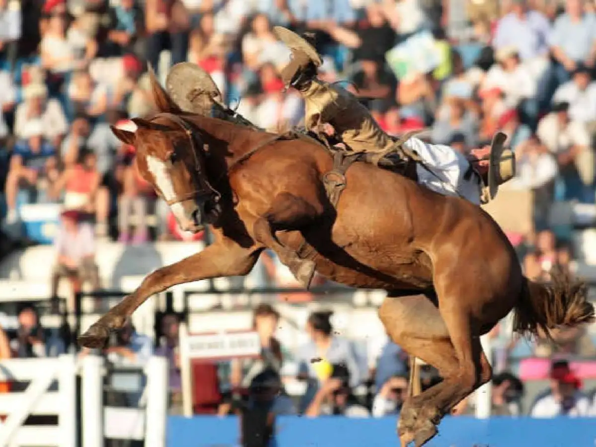 Sacrifican caballo que sufrió un fuerte golpe en Jesús María
