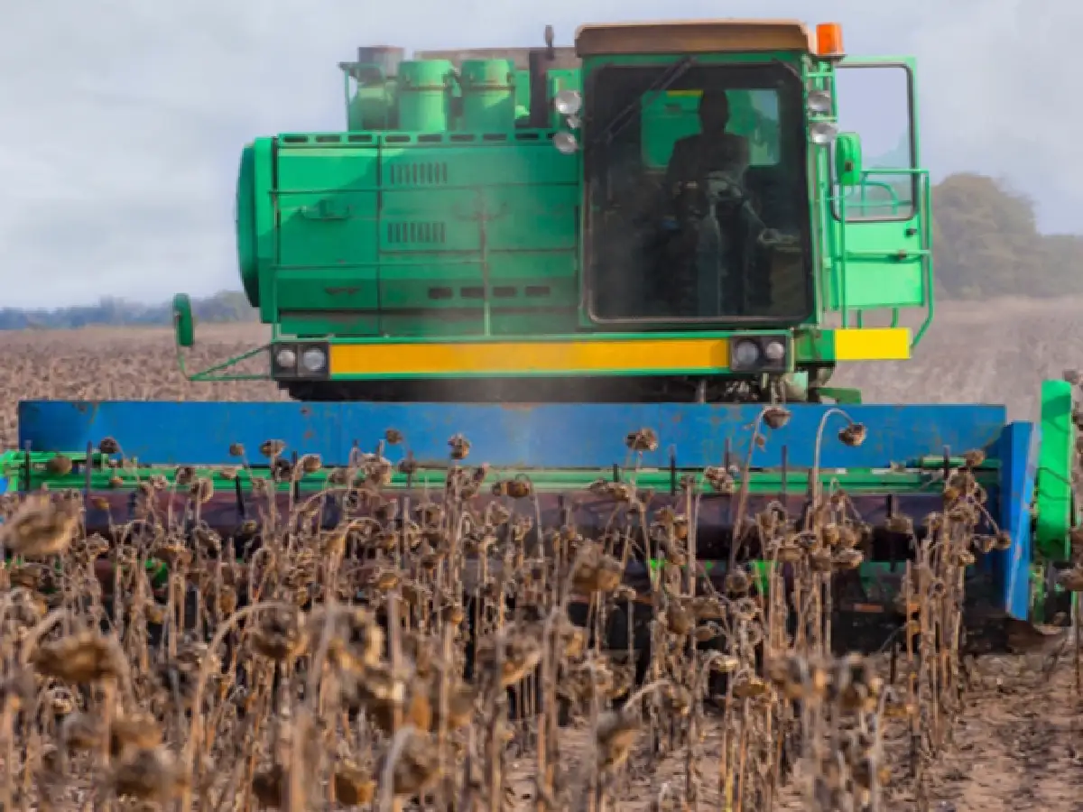 El girasol recupera terreno y proyecta exportaciones por USD 1.200 millones             