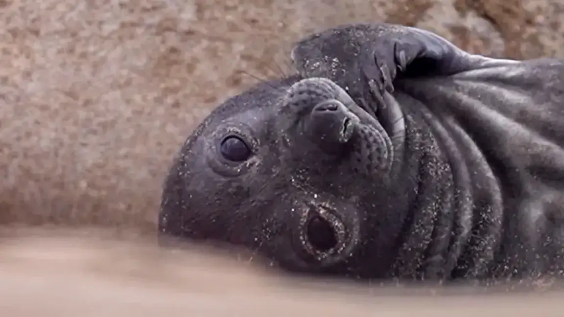 El cachorro nació hace exactamente una semana