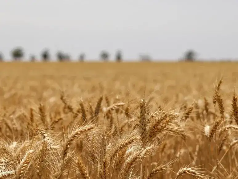 La siembra de maíz y girasol avanza con buenas condiciones hídricas y el trigo proyecta rindes alentadores.