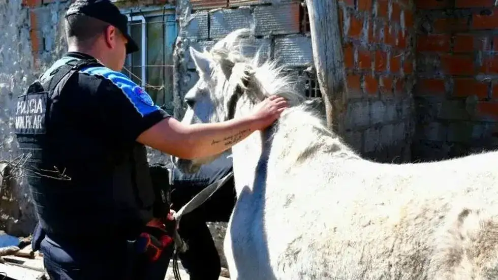 Uno de los animales encontrados en los allanamientos ordenador por la fiscalía de Pilar. (Foto: Diario resumen)