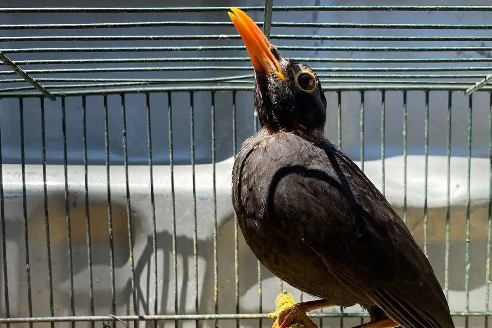 Una de las aves incautadas