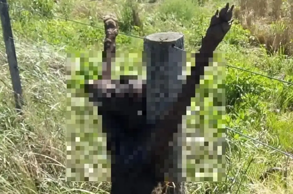 Aberrante: mataron y crucificaron a un perro en una estancia de San Luis