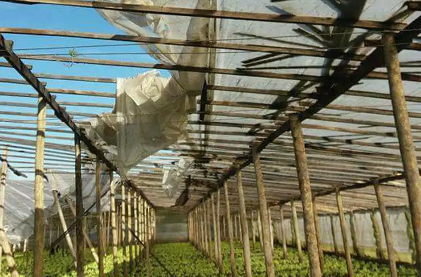 A días de la temporada, productores locales pierden su cosecha