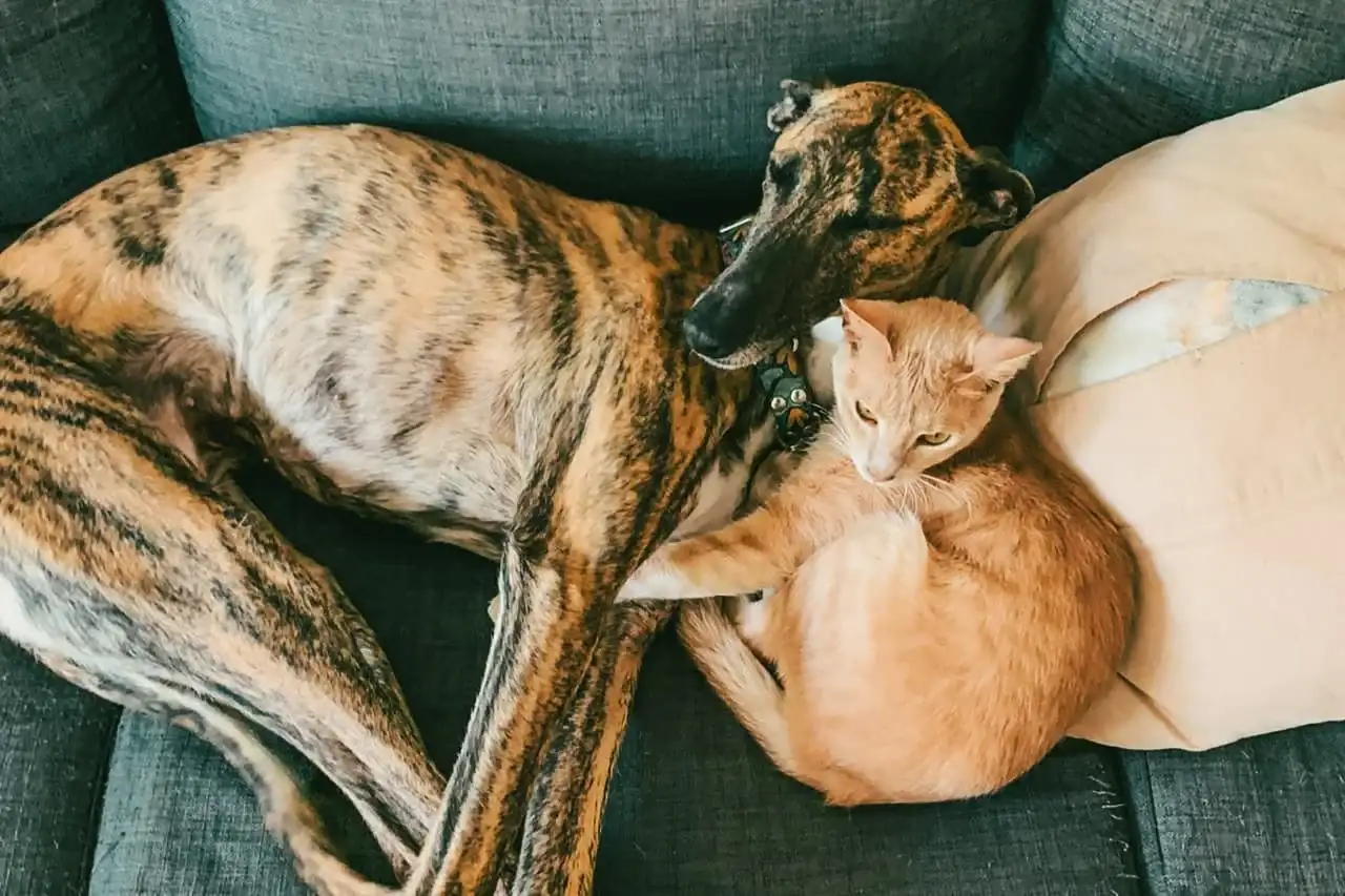 Nuevas ubicaciones de quirófanos móviles para animales