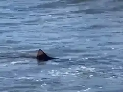El cazón se encuentra en peligro de extinción y por esa razón es que al sr pescados, los devuelven al mar.