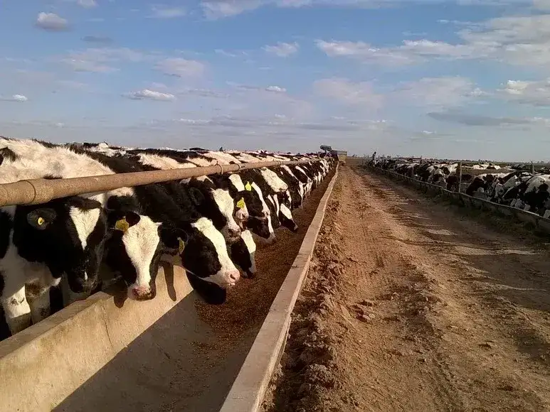 feedlot