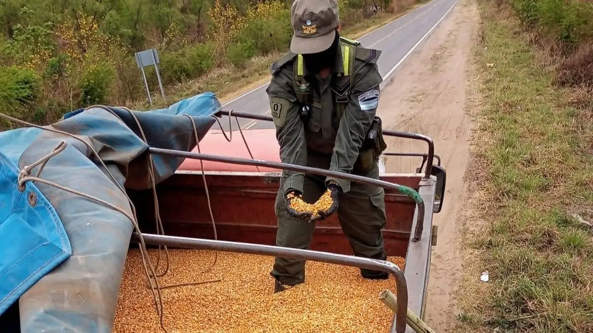 Decomisan 180 toneladas de granos transportados en seis camiones
