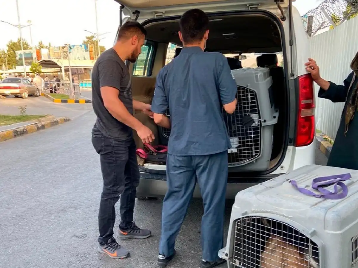El Reino Unido ayudará a evacuar a perros y gatos de un refugio en Afganistán