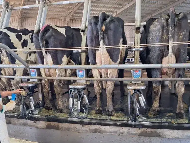 vacas