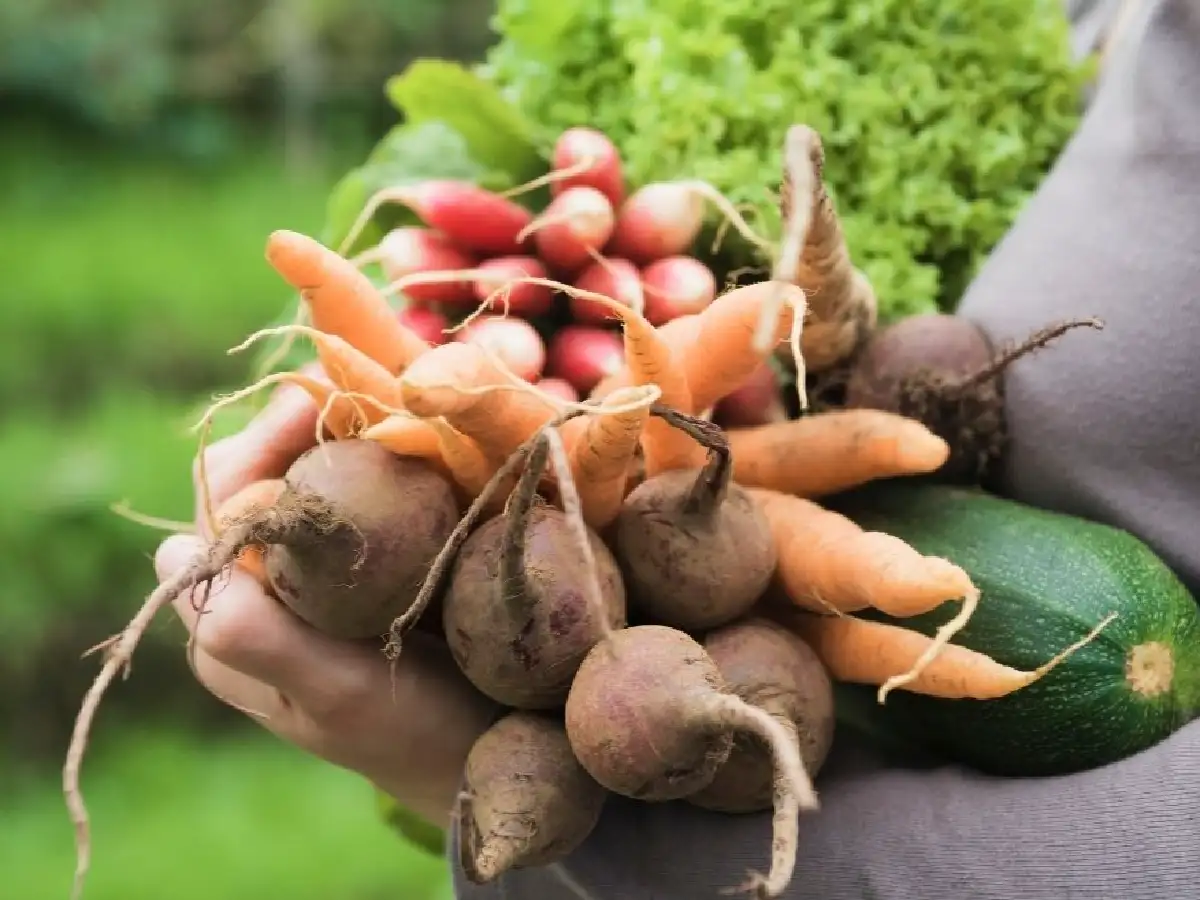 Mañana cierra la inscripción para el programa “La huerta en tu hogar”