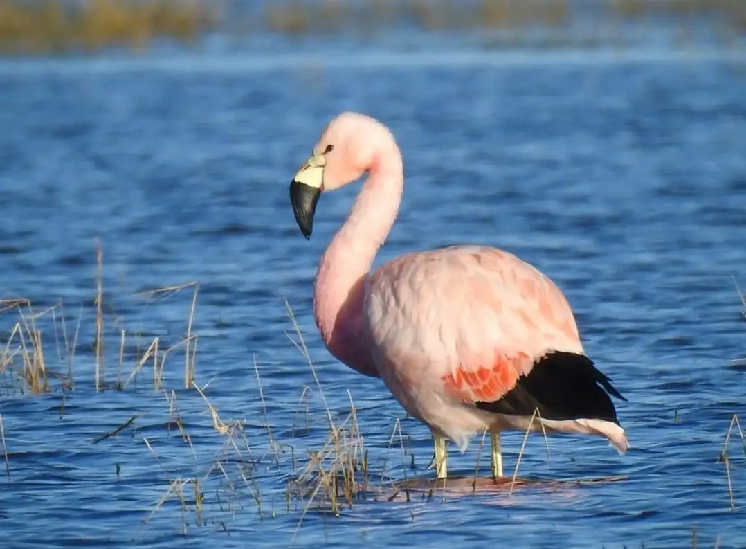 flamencos - 2