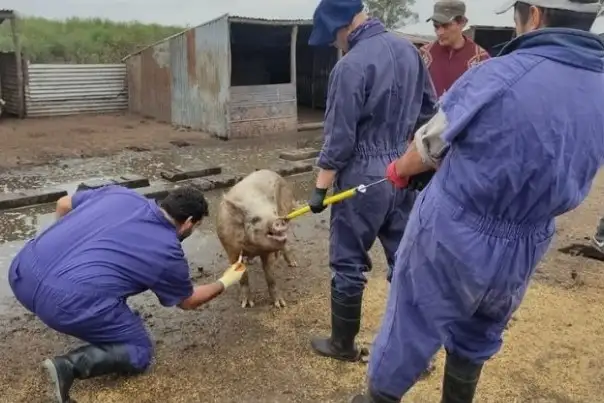 El Plan Integral de Ordenamiento Porcino consiste en un conjunto de medidas, actividades en territorio y estrategias.