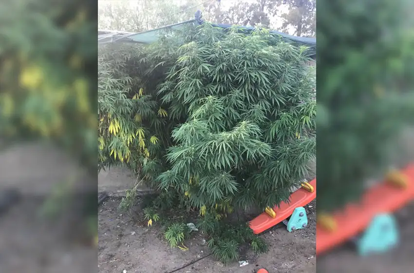 Aprehendieron a una mujer con plantas de marihuana