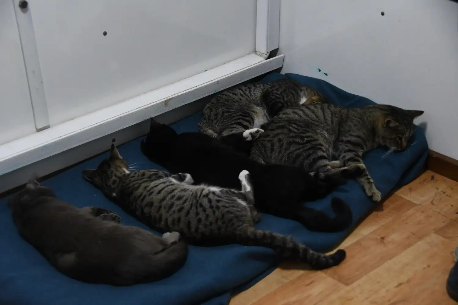La atención es gratuita y está destinada a perros y gatos.