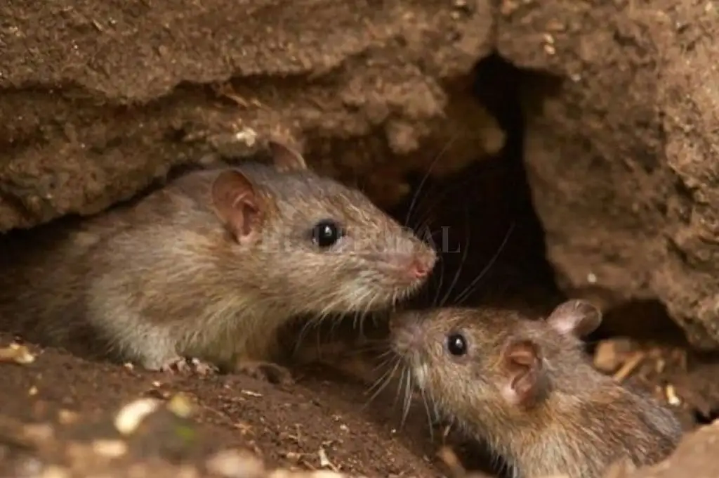 Alerta por casos de Fiebre Hemorrágica Argentina