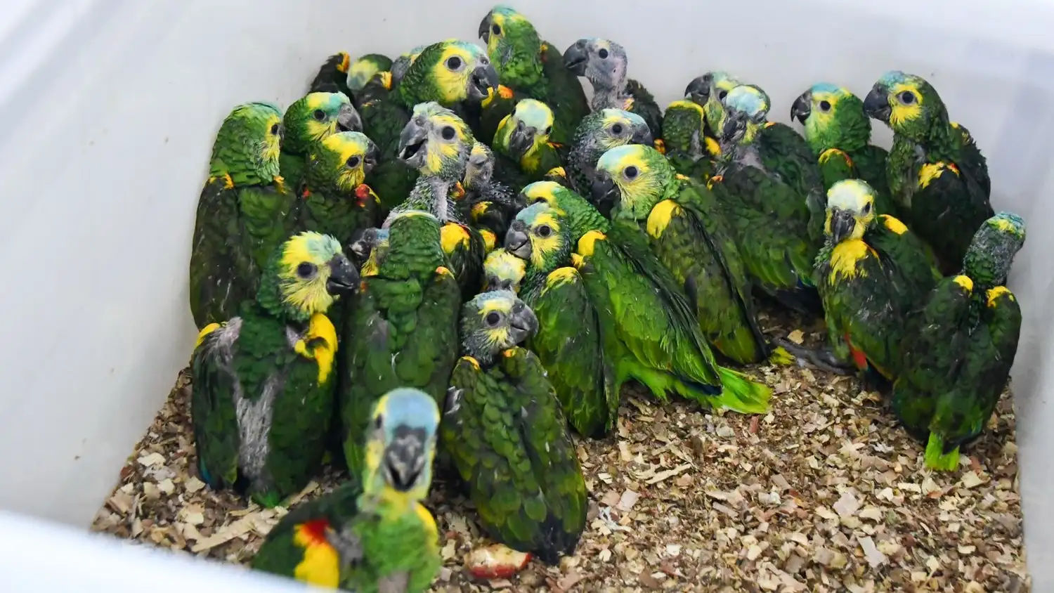 Loros