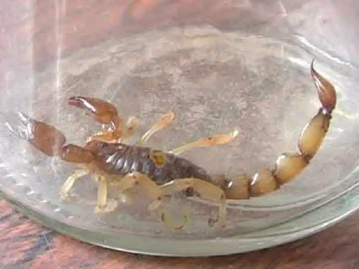 Morteros: buscan alacranes  para elaborar el antídoto