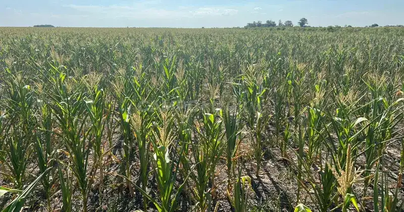 Pesimismo de la Sociedad Rural de Rosario: ¿el 2023 está perdido?