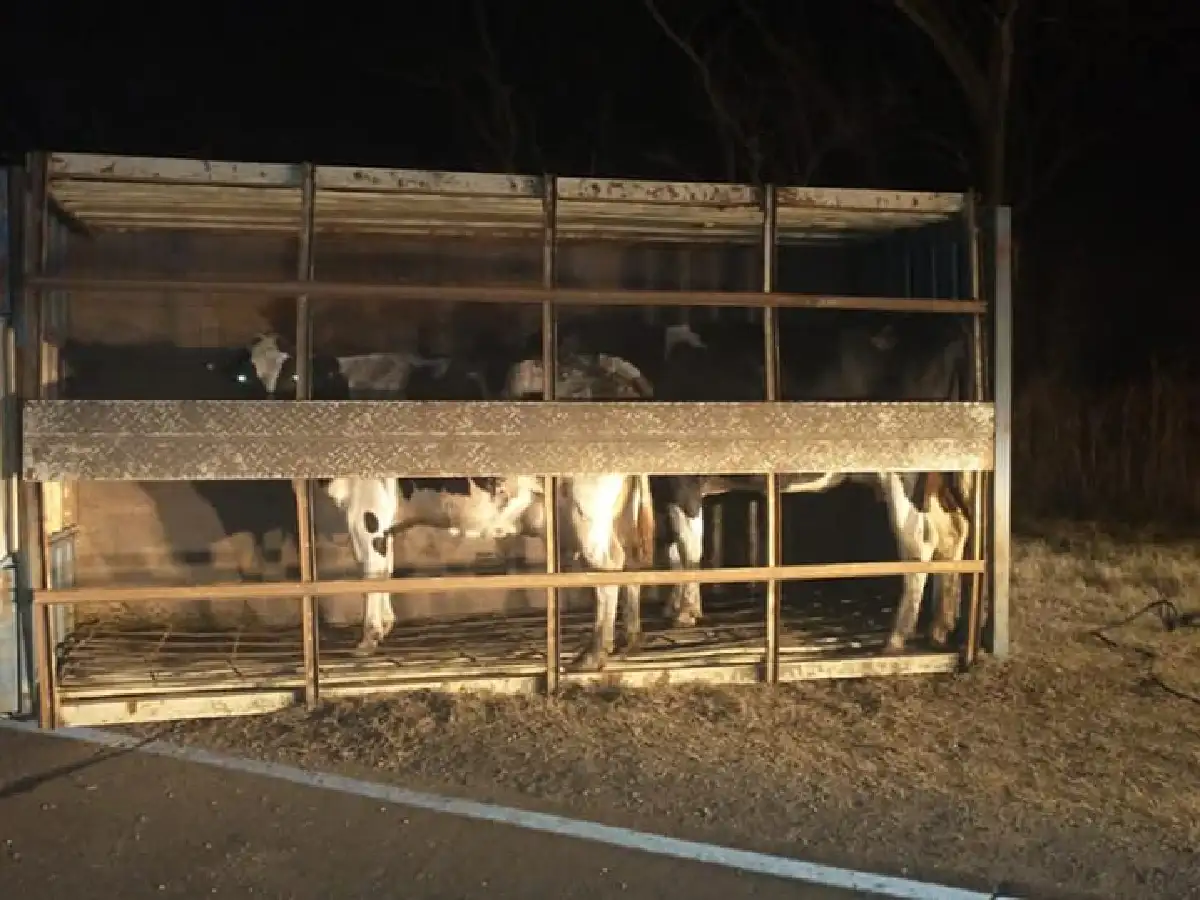 Balnearia: volcó un camión con ganado vacuno 