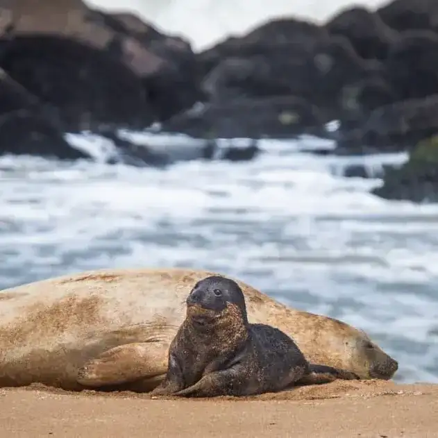 Nuestro pequeño crece saludable: el elefantito marino cumple una semana de vida