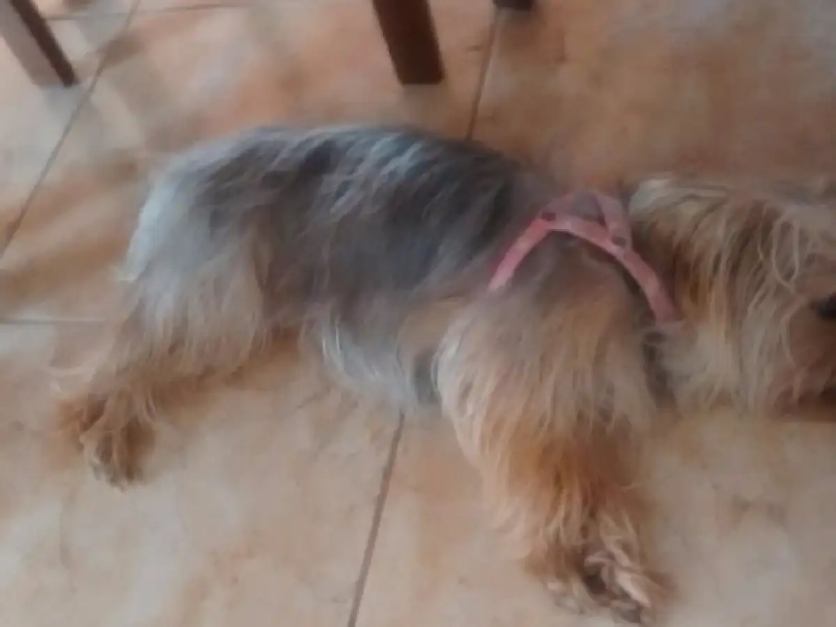 Una mujer, su hijo y su perra fueron atacados por un pitbull