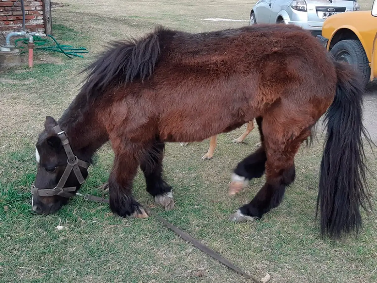 Bio Animalis organiza un bingo por Violeta, una poni que necesita la ayuda de todos 