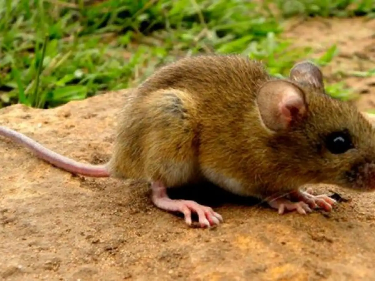 Se confirmó un caso de Hantavirus en Esperanza 