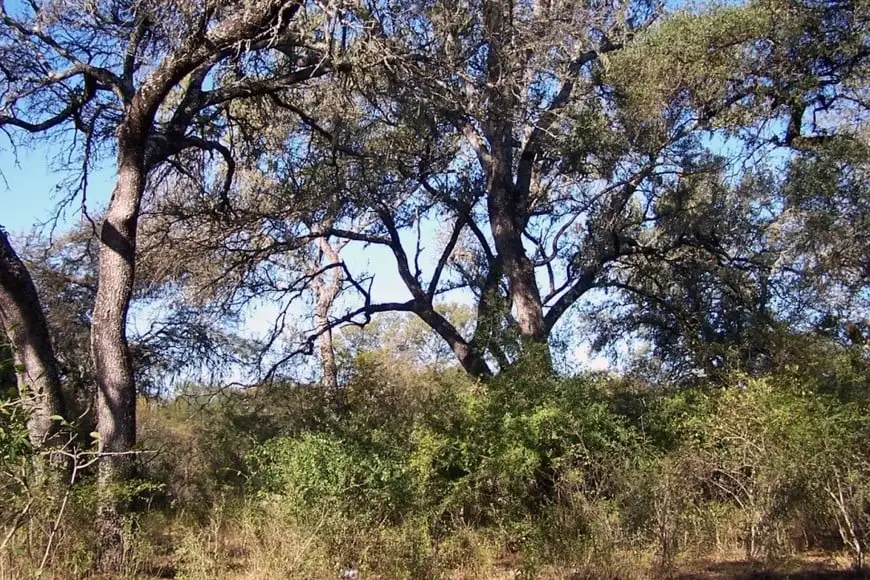 Árboles