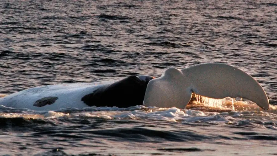 Península de Valdés: regresó la ballena cuyo parto fue el primero en ser filmado