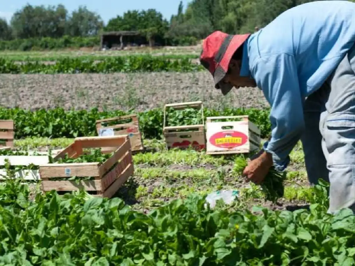 La situación del sector hortícola es complicada en Santa Fe