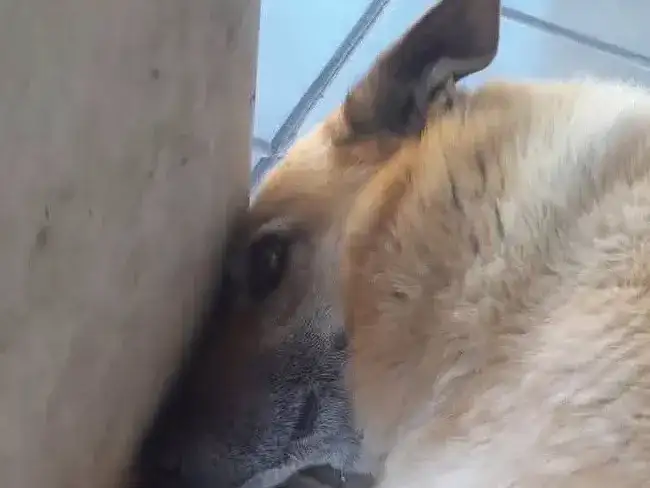 rubio perro