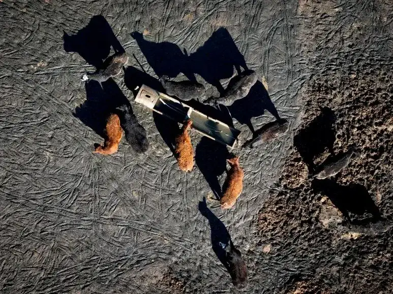 feedlot