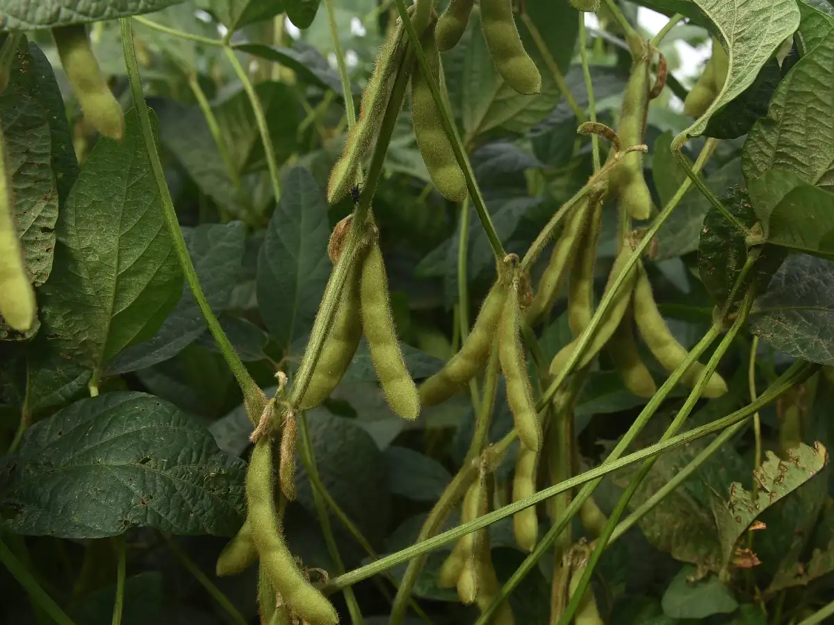 Uno de cada cuatro dólares exportados proviene de la soja
