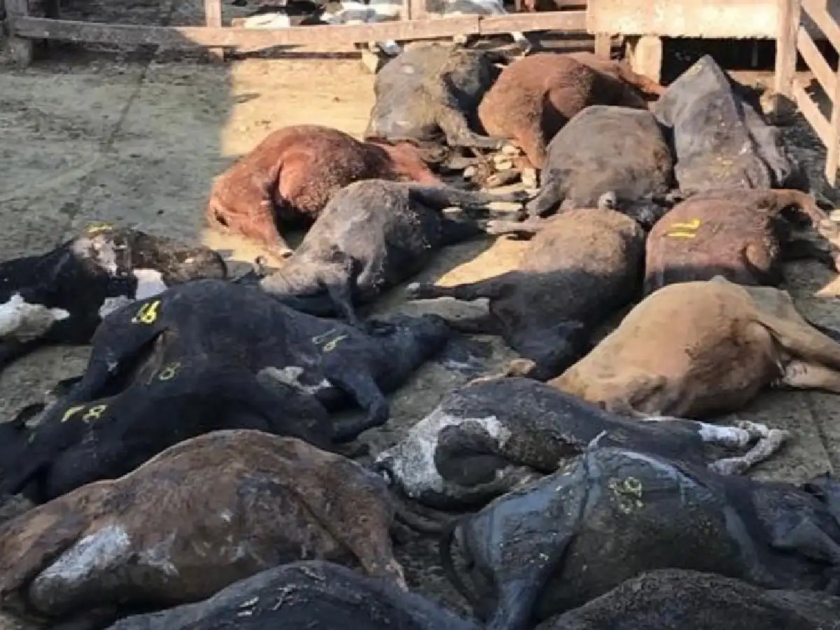 A raíz de la ola de calor, murieron 74 animales en el Mercado de Liniers