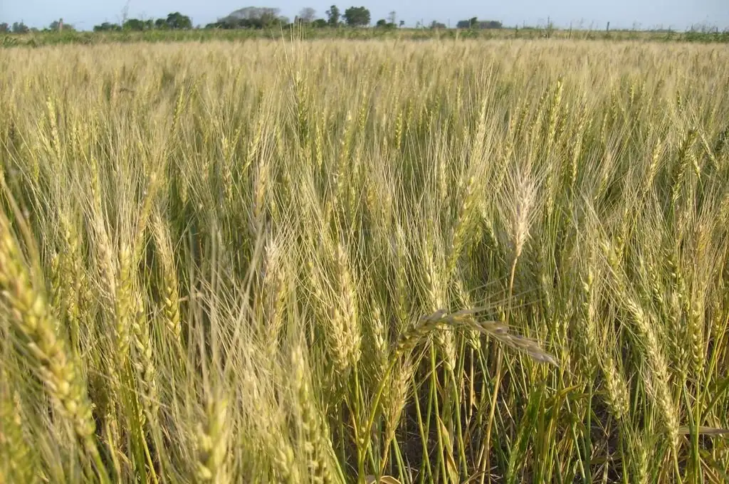 El trigo cierra su ciclo con inconvenientes