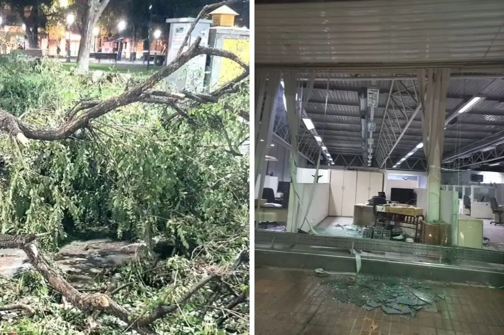 Árboles caídos, voladuras de techo, graves destrozos y clases suspendidas: lo que dejó el viento Zonda en Mendoza