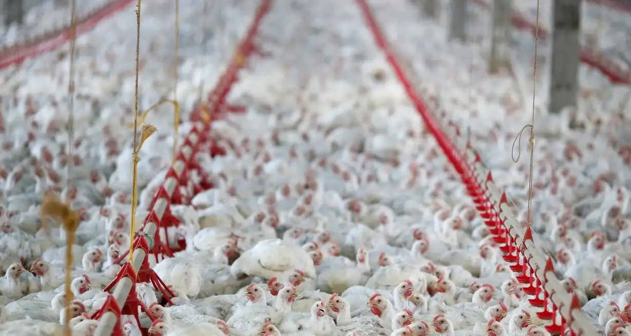 Egipto pide a sus ciudadanos que consuman más patas de pollo