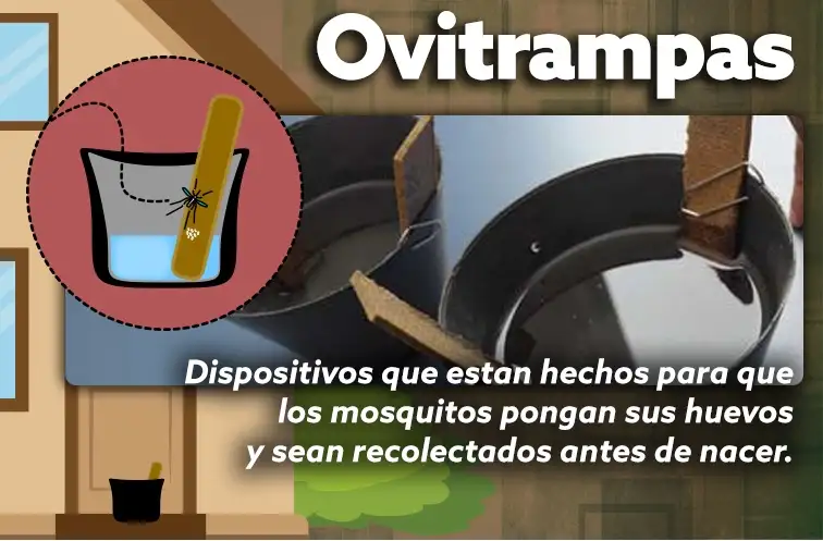 ovitrampas