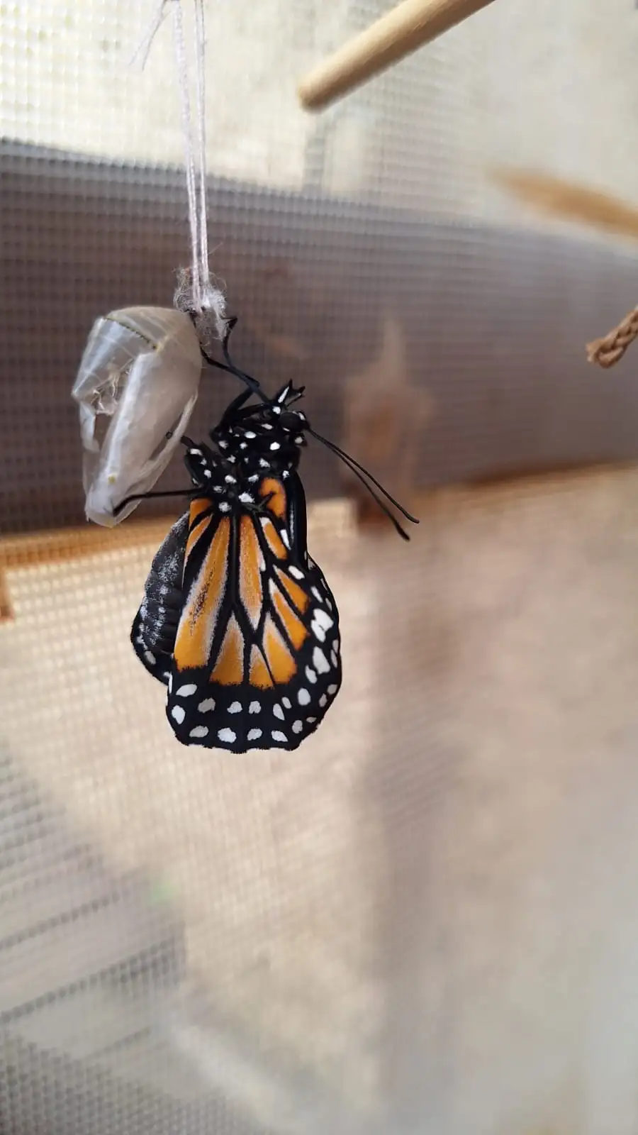 mariposas